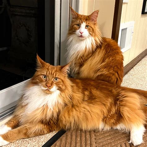 maine coon cats for sale tennessee